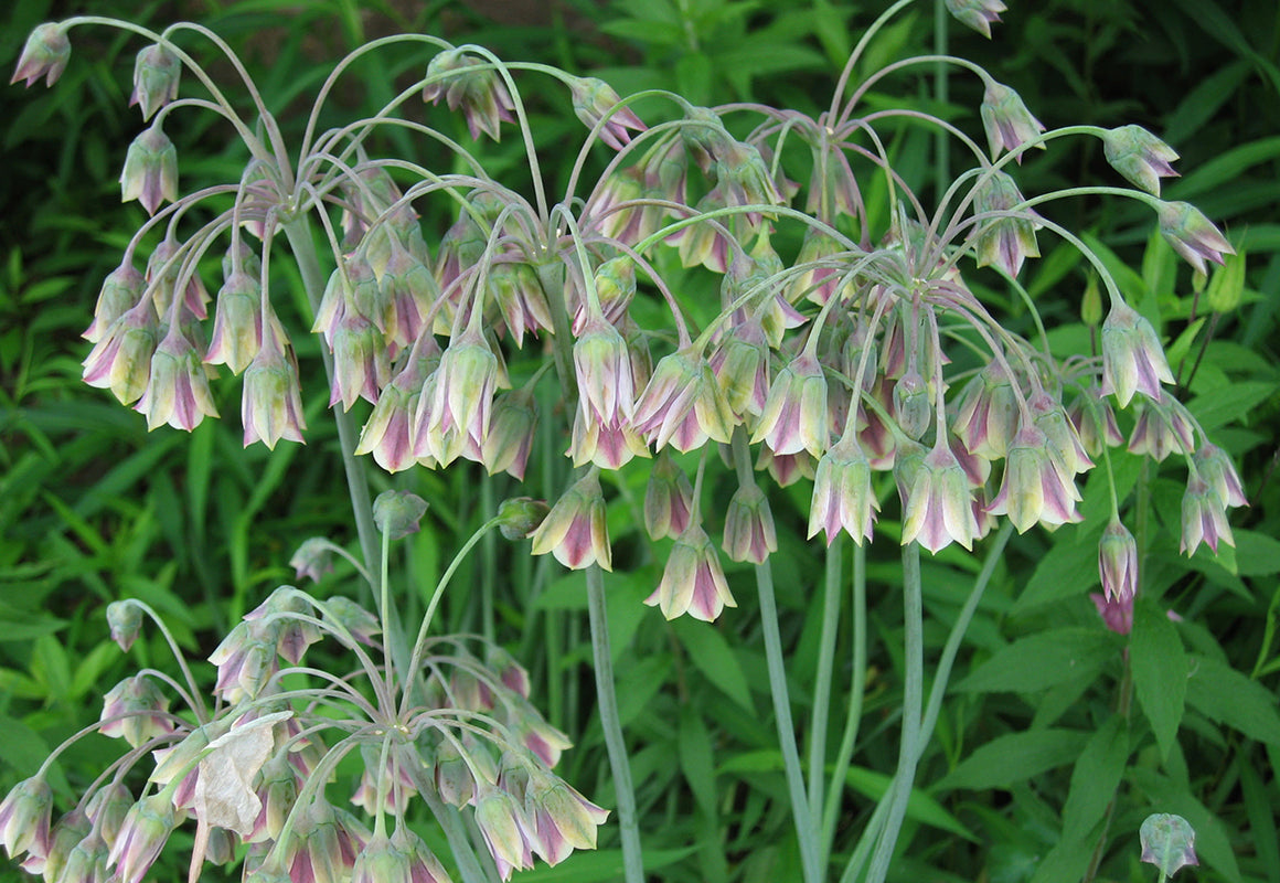 Allium Bulgaricum