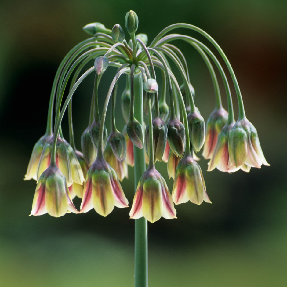 Allium Bulgaricum