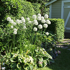 Allium Mount Everest