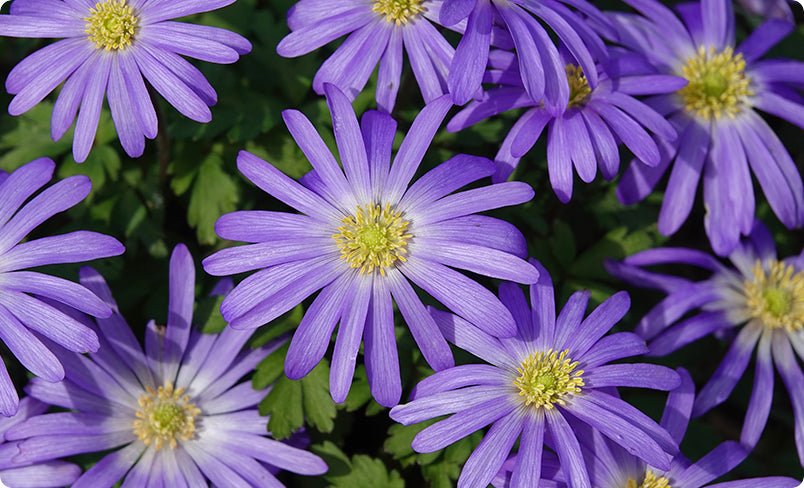 Anemone Flower Bulbs - Windflowers