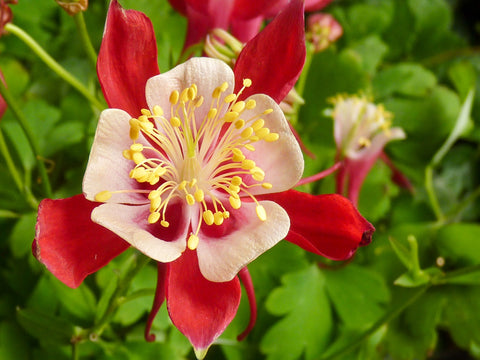 Aquilegia (Columbine)