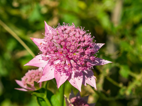 Astrantia Major Venice Bare Roots