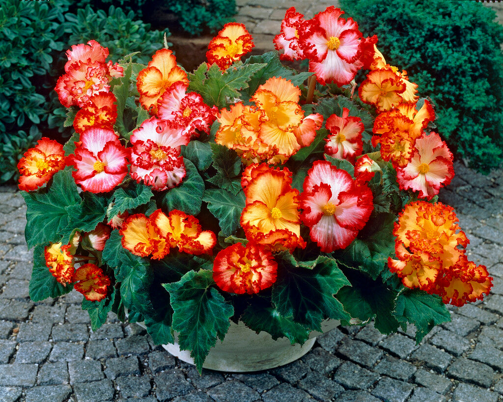 Begonia Crispa Marginata