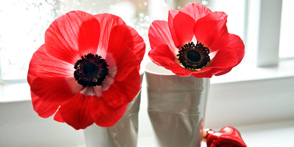 How to Grow Anemones? | DutchGrown™ | Growing & Planting Guide