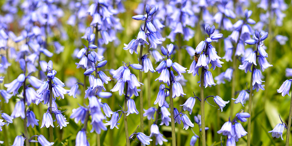 How To Grow Spanish Bluebells?