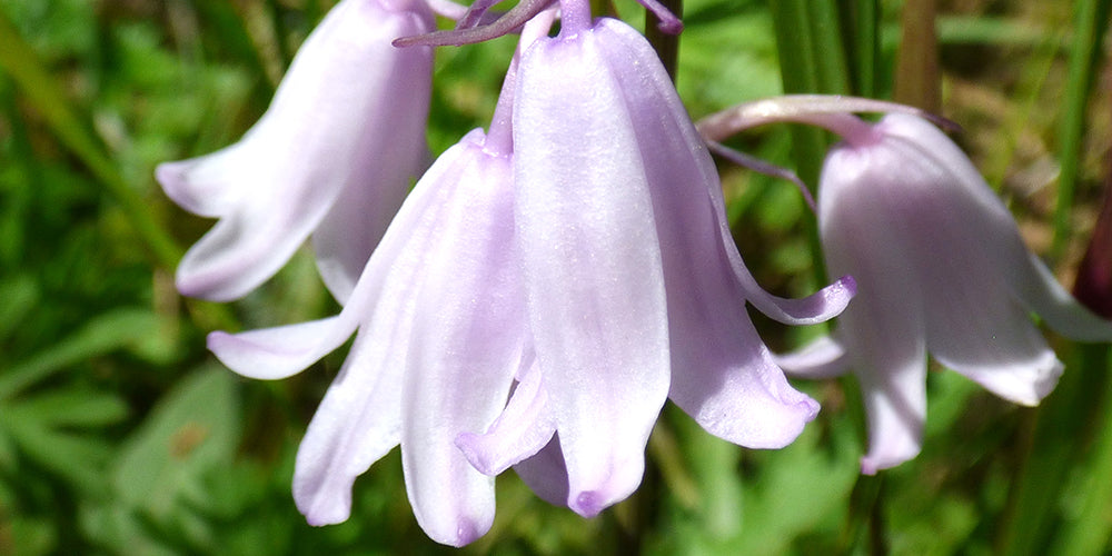 How To Grow Spanish Bluebells?