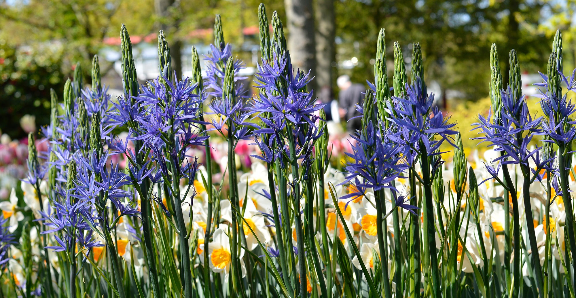 How to grow camas lilies - planting guide