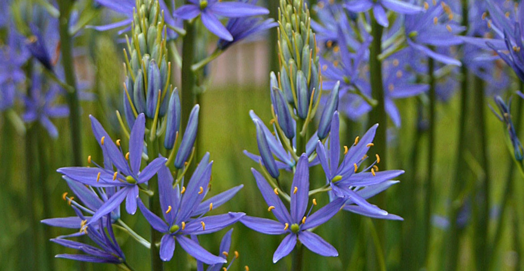 How to grow camas lilies - planting guide