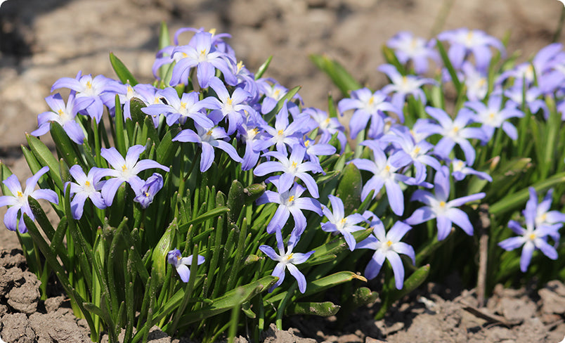 Chionodoxa Flower Bulbs - Glory of the Snow