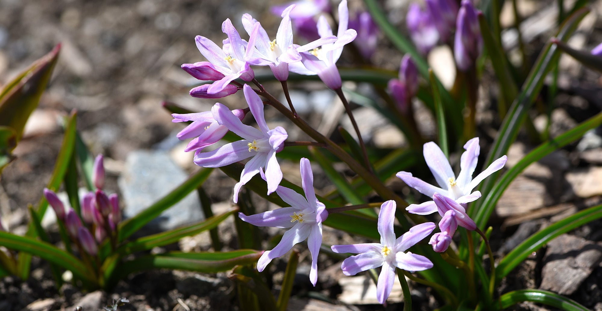 How To Grow Chionodoxa? - Planting Guide