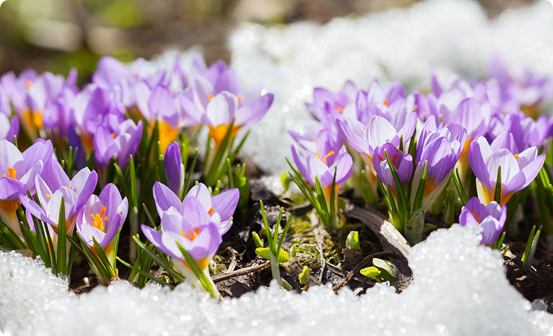 Crocus Flower Bulbs