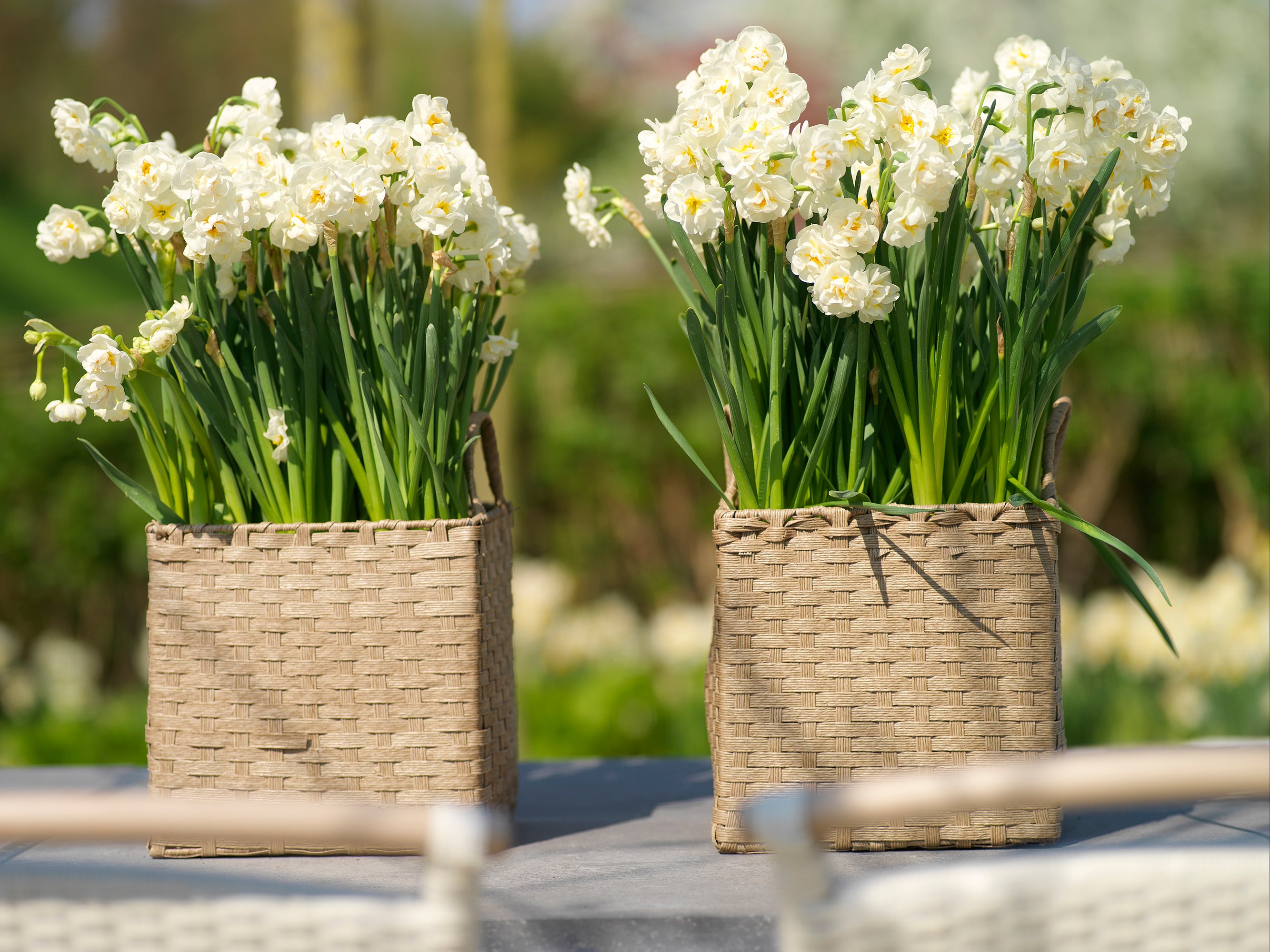  How to Grow Daffodils in Pots or Containers?