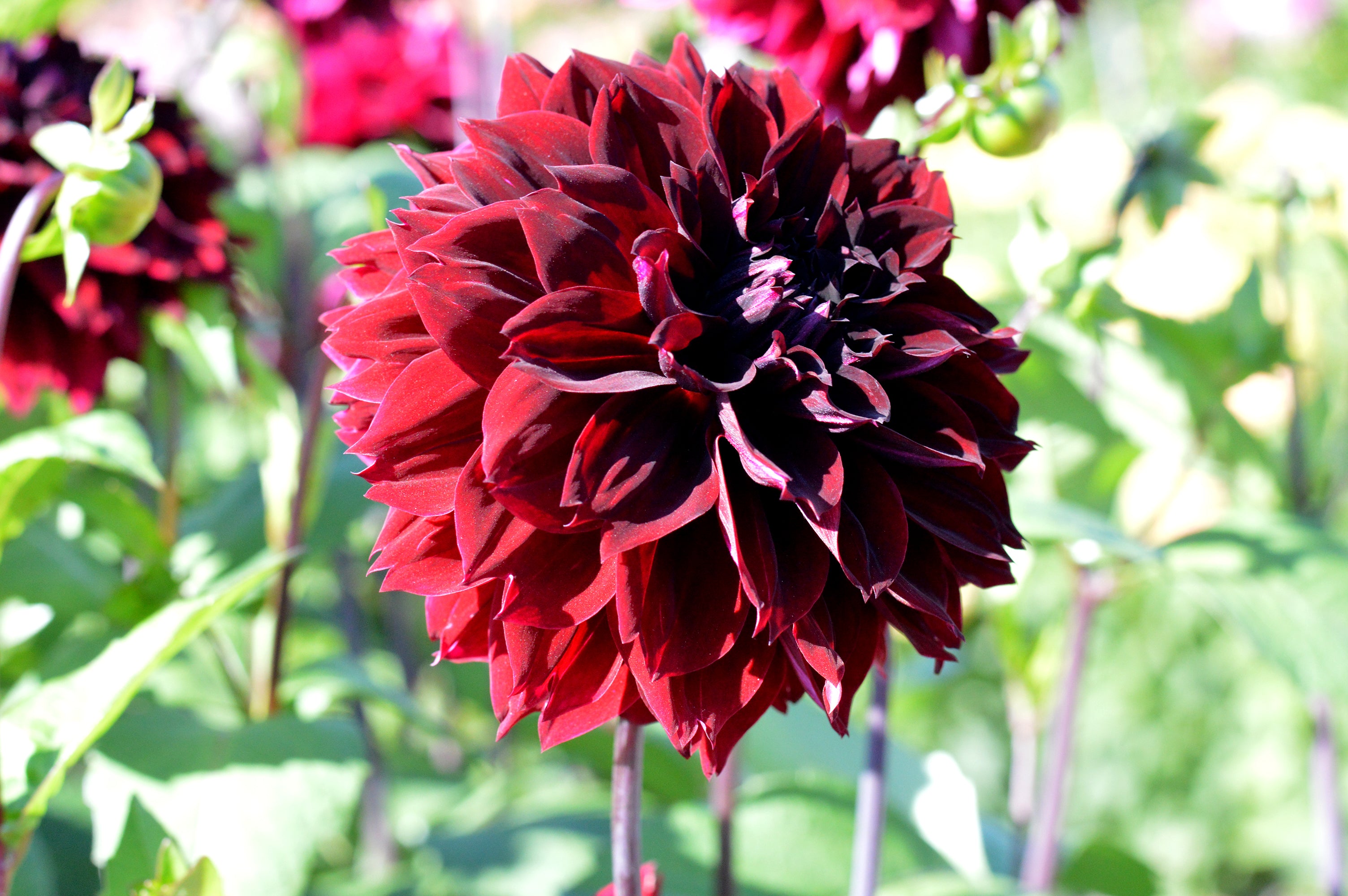 Dahlia Tubers Arabian Night