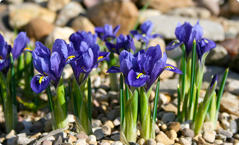Dwarf Iris Flower Bulbs