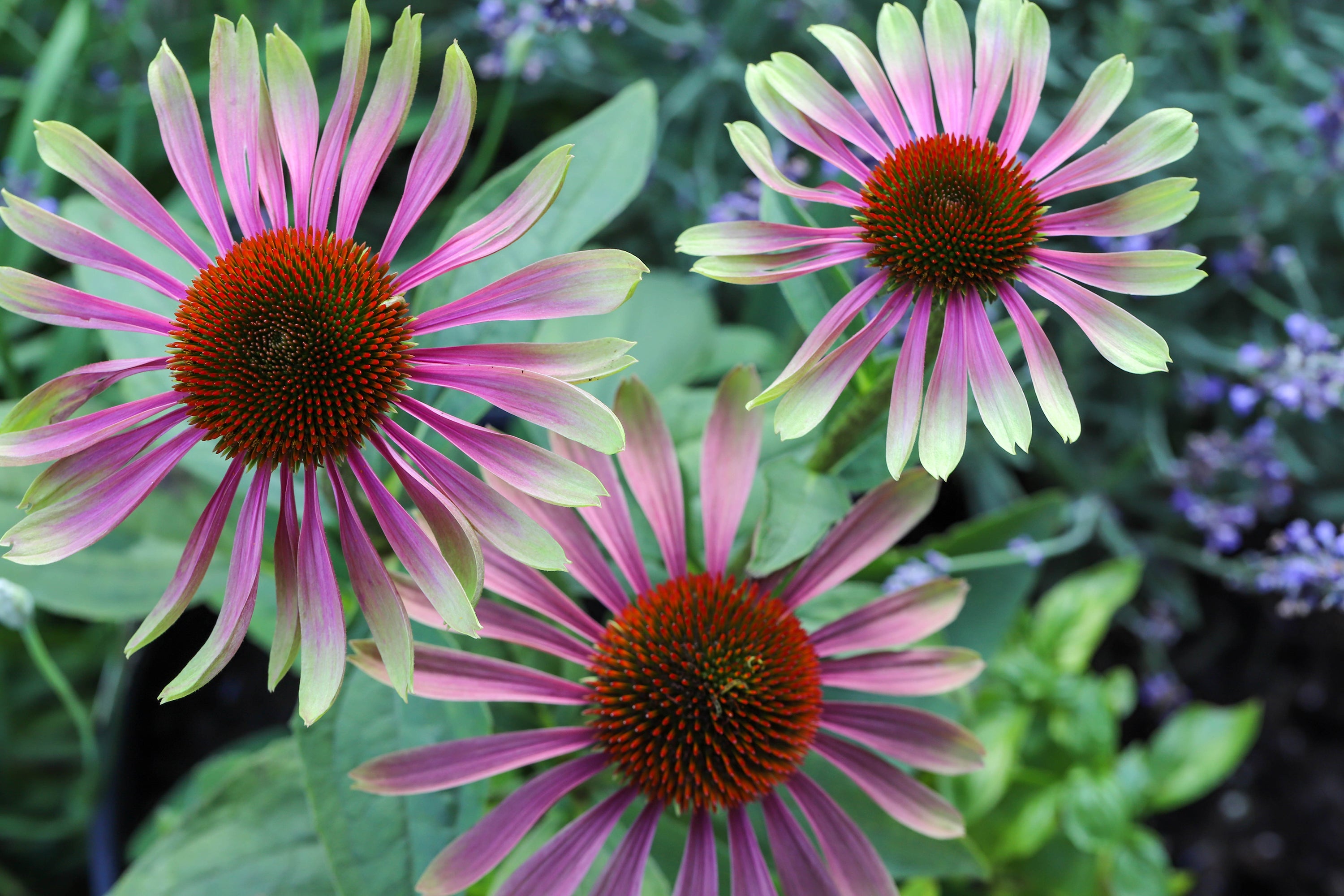 THE CRAZY, COLORFUL CONEFLOWER ‘GREEN TWISTER’