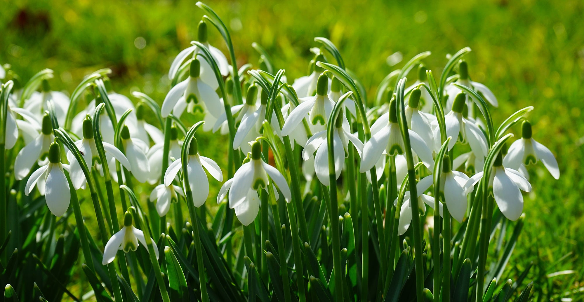 How to grow Snowdrops - Planting Guide