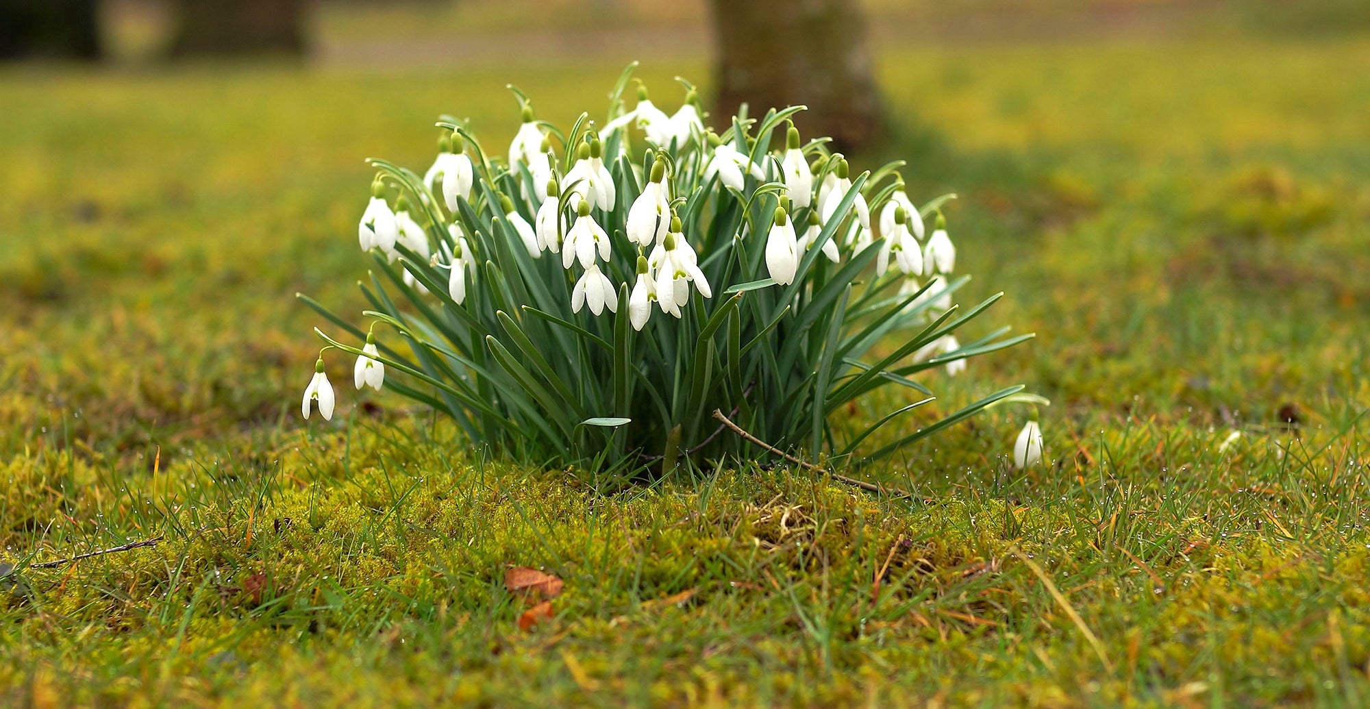 How to grow snowdrops also know as Galanthus