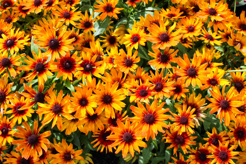 Helenium Mardi Gras bright orange flowers