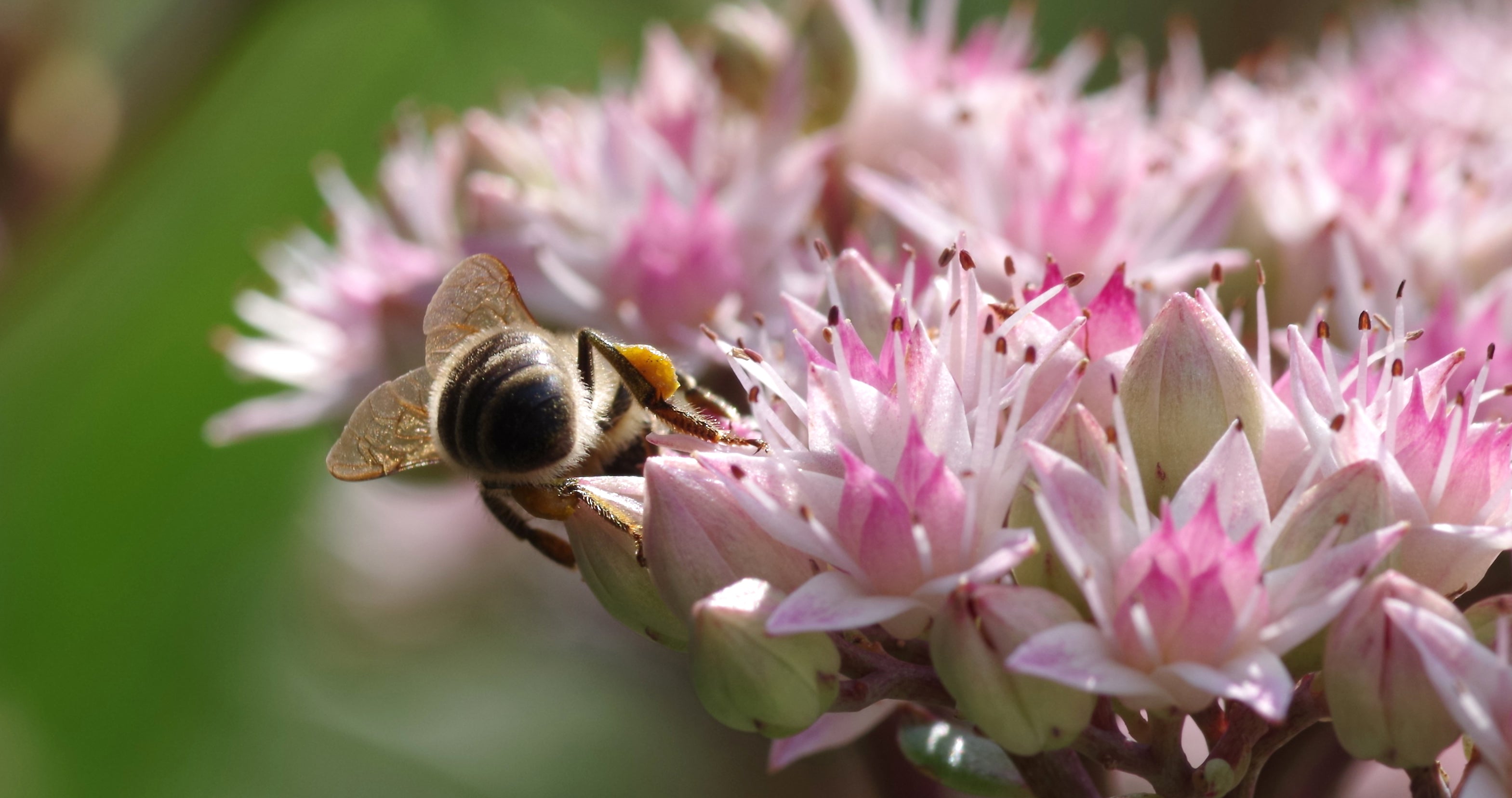 How to grow and plant sedum also know as stonerock