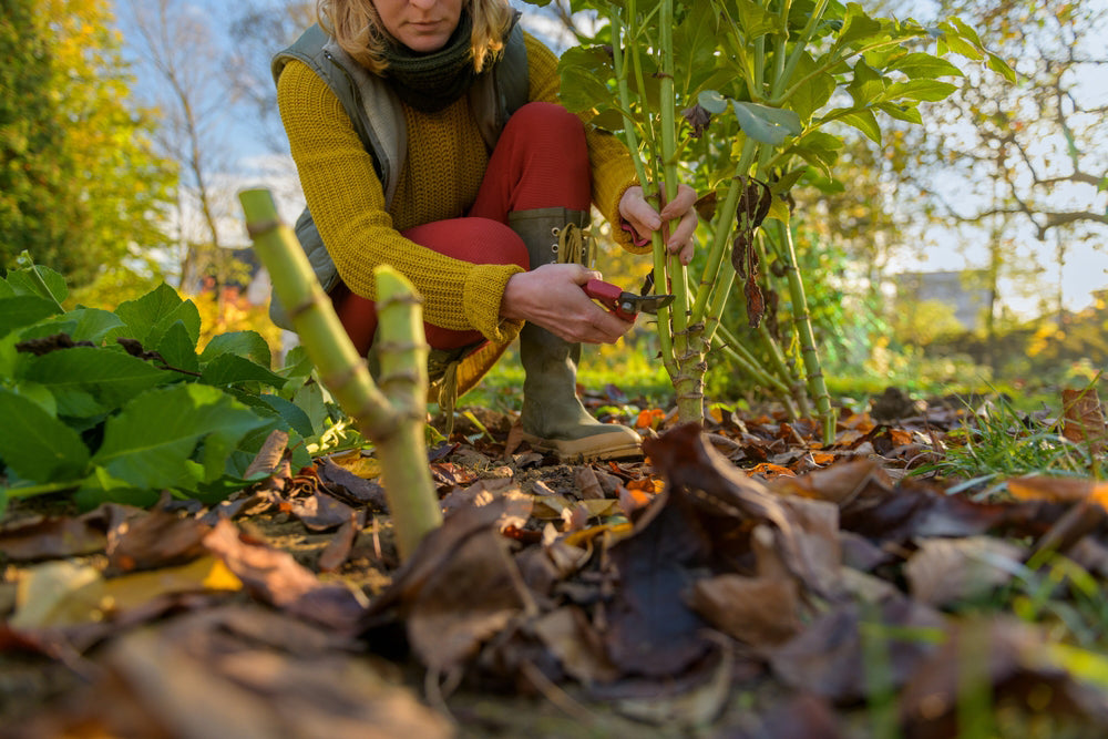 How To Overwinter Dahlias