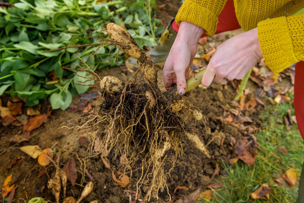 How To Overwinter Dahlias