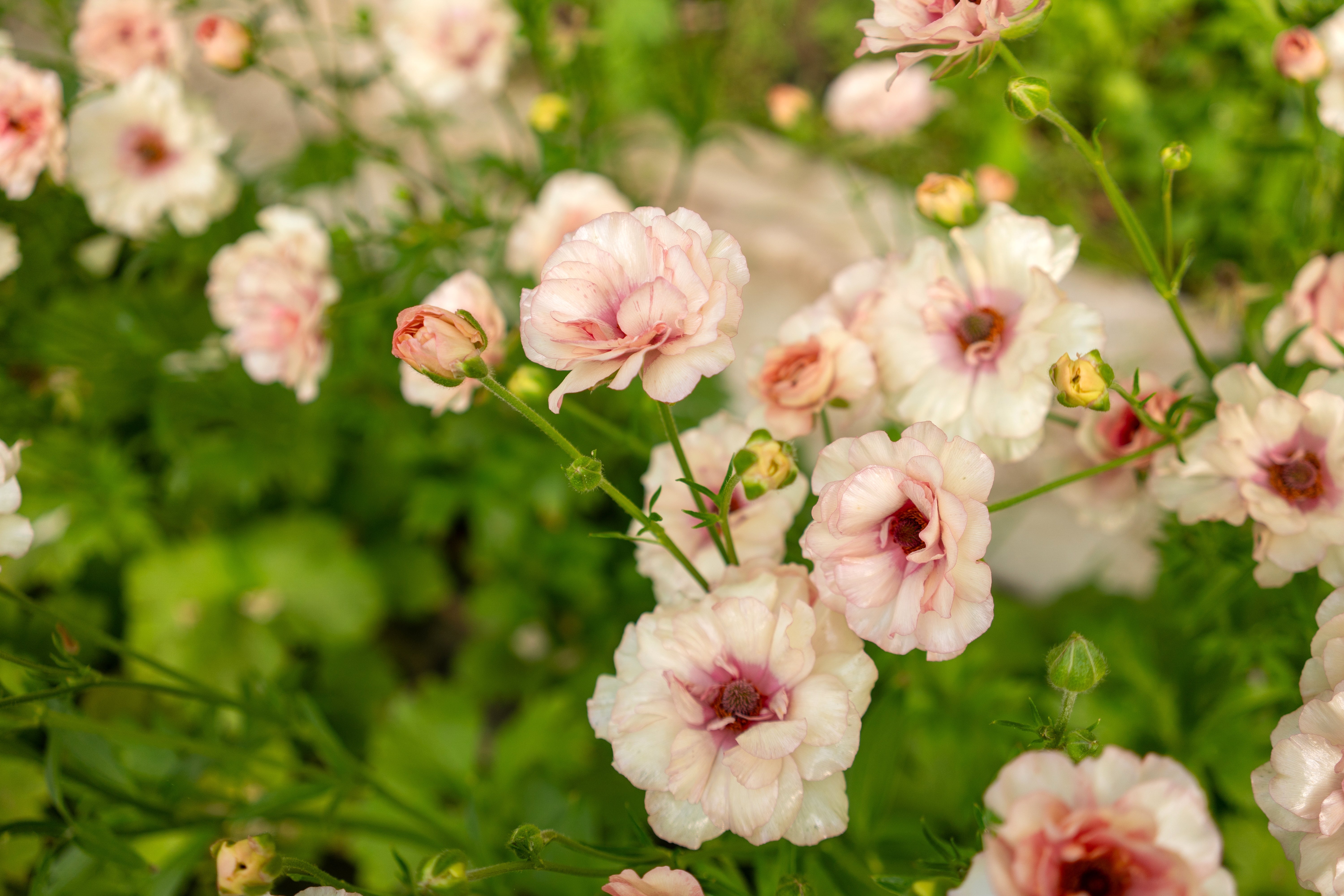 How To Grow Ranunculus Butterfly Series
