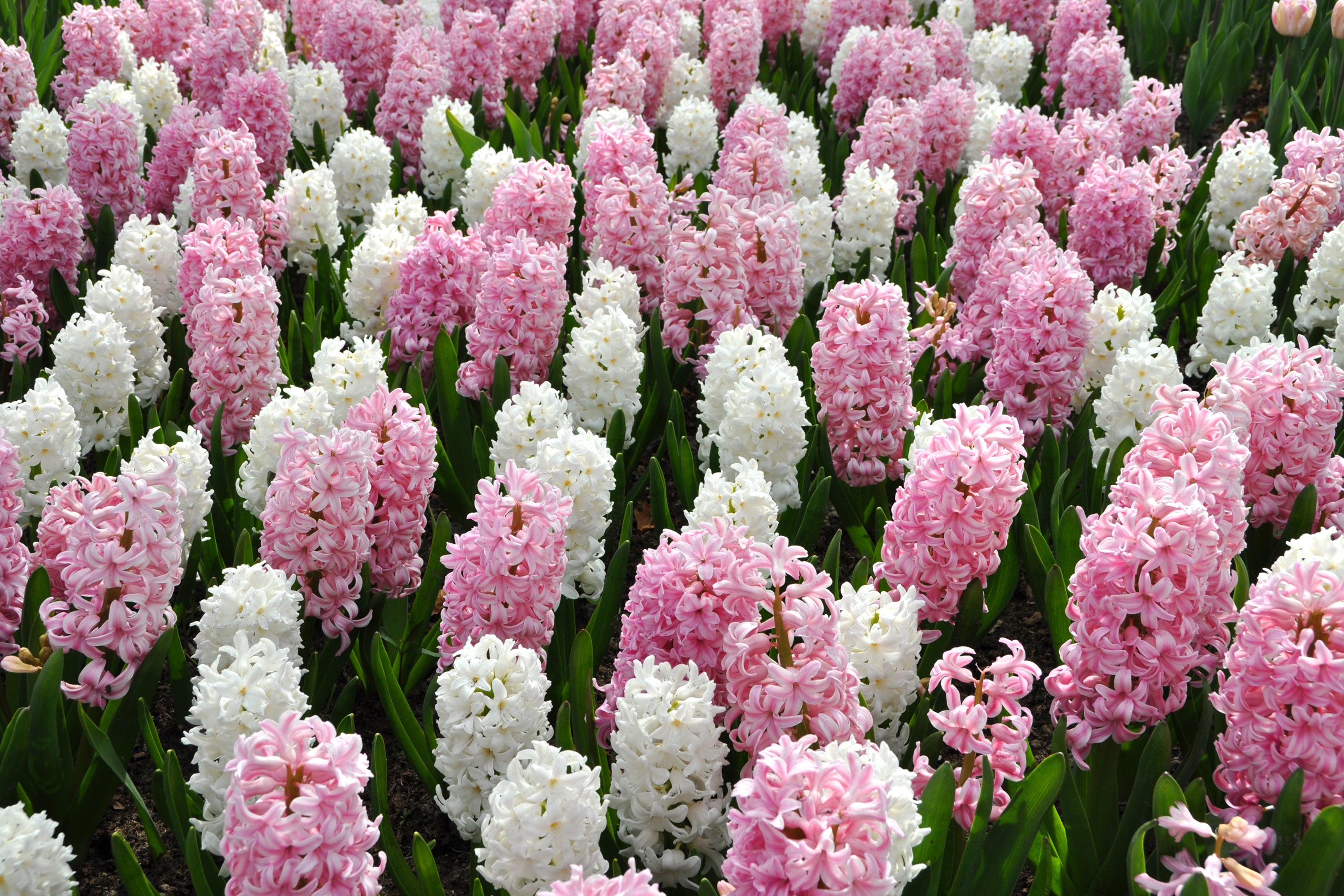 what to do with hyacinth bulbs after flowering 