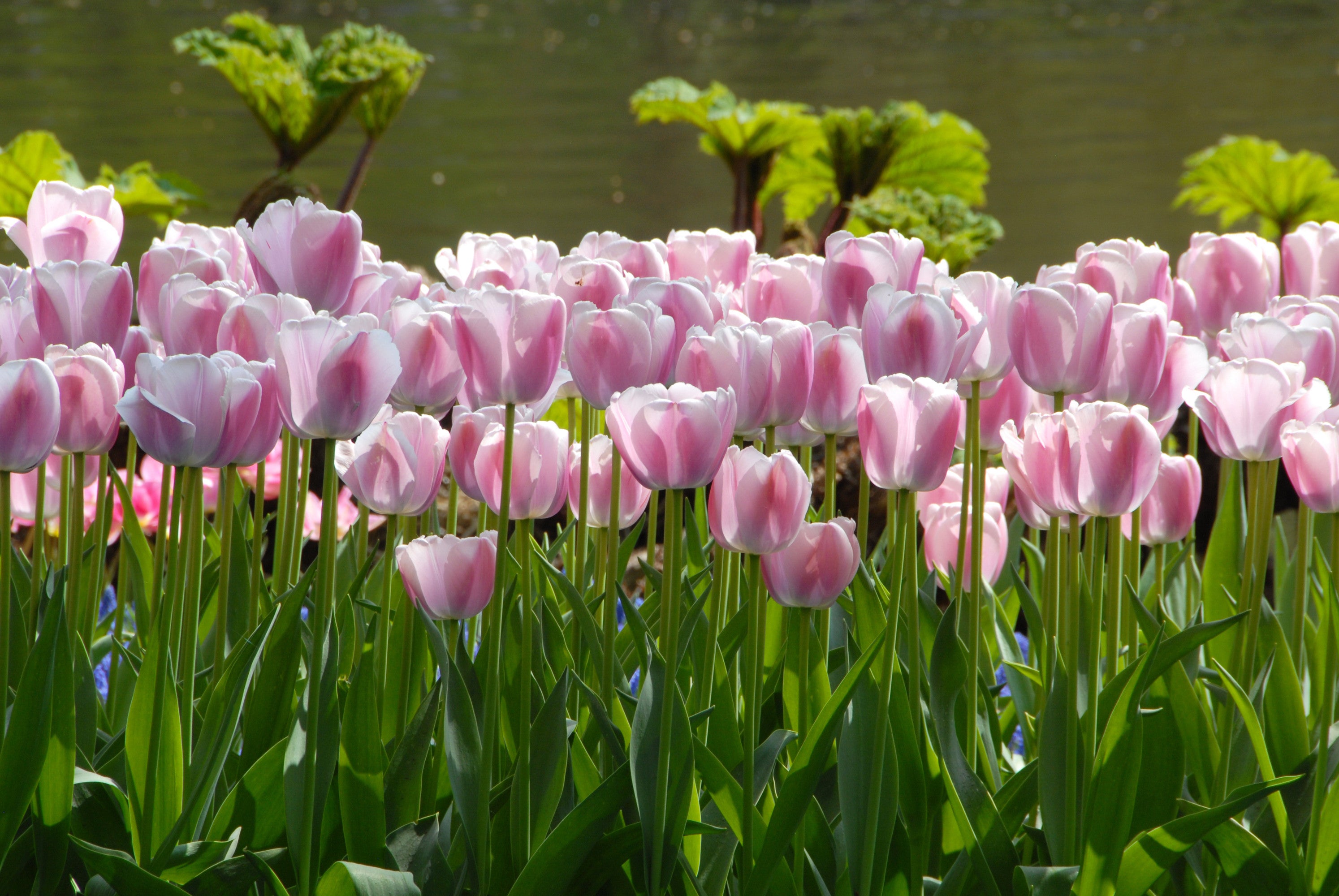 what-to-do-after-tulips-and-daffodils-are-finished-flowering-dutchgrown