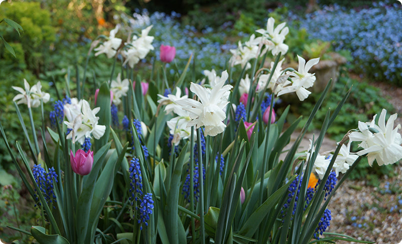 Mini Daffodil Flower Bulbs