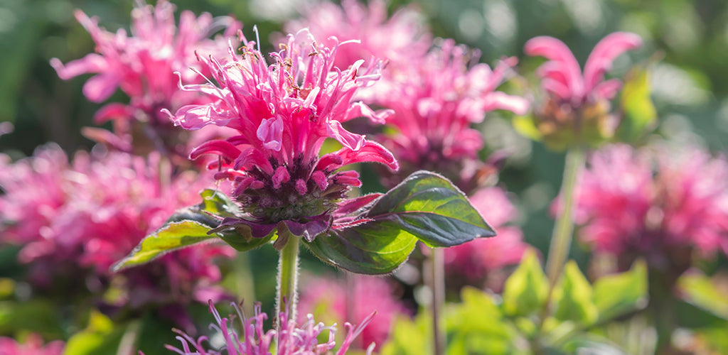 All You Need To Know About Monarda Flowers