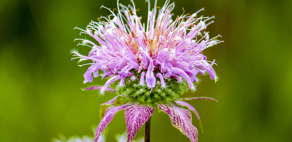 Monarda Bare Roots 