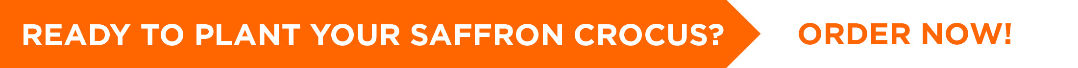 Order Your Saffron Crocus Online at DutchGrown