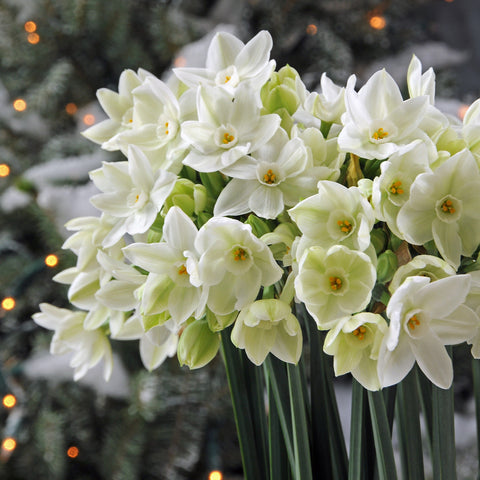 Indoor Narcissus Paperwhites Christmas