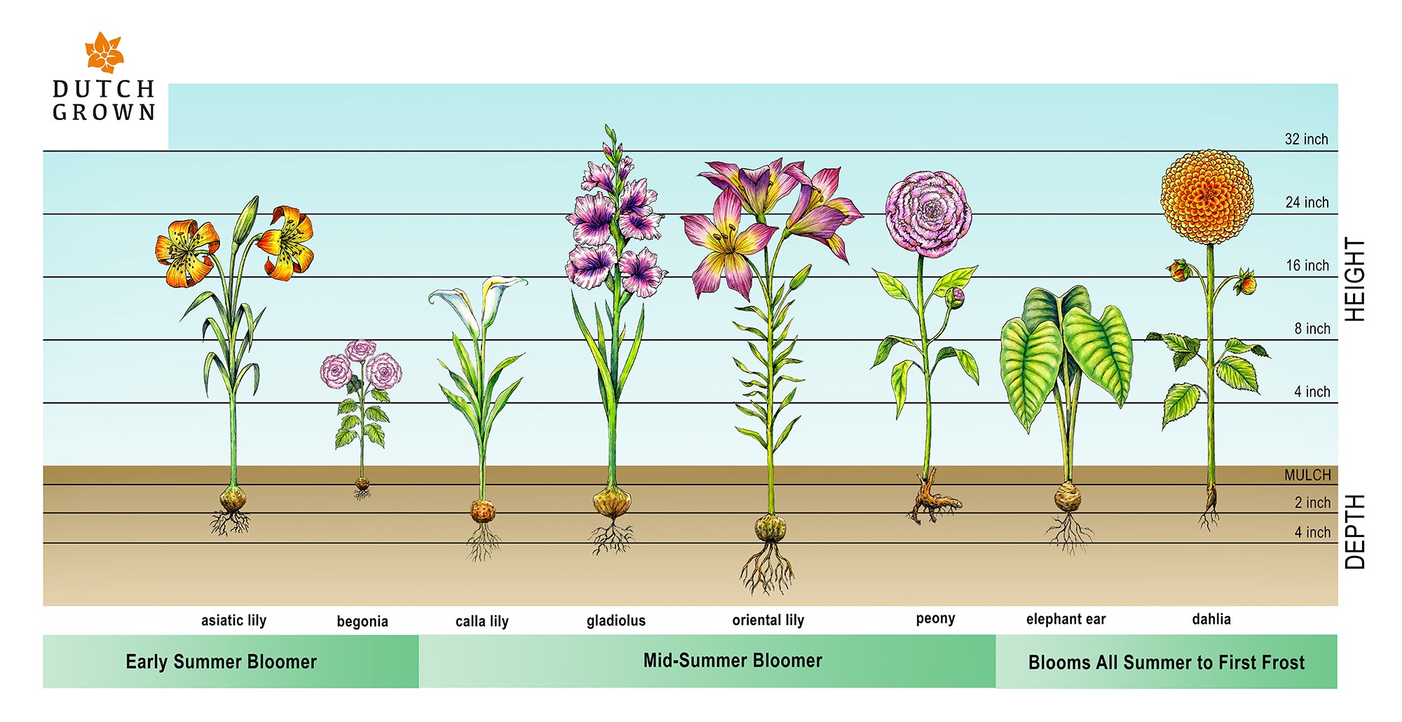 Planting Chart Spring Planted Bulbs and Perennials