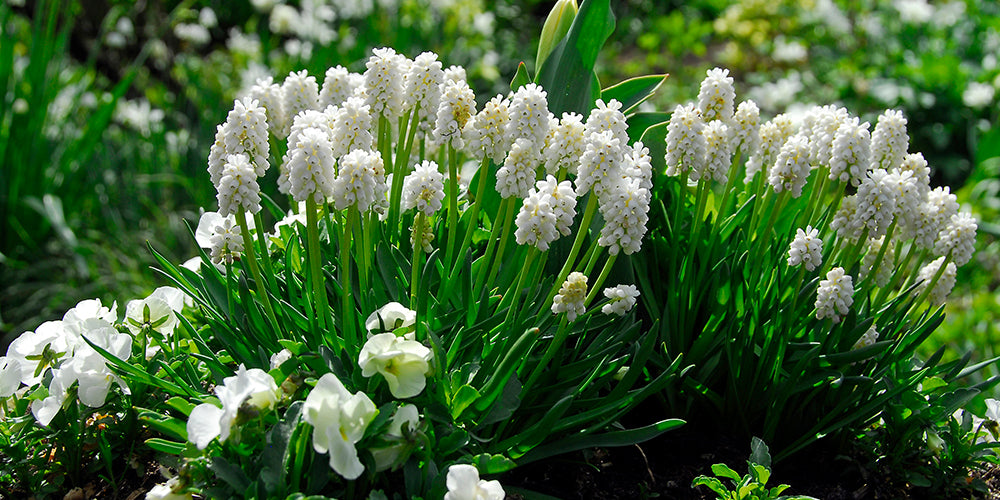 How to Grow Grape Hyacinths - Muscari White Magic