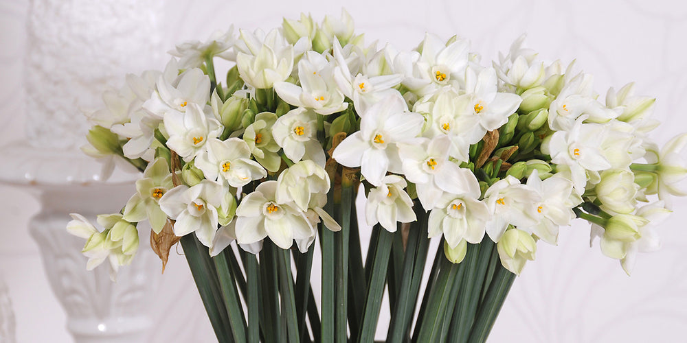 How to Grow Paperwhites - Indoor Holiday Narcissus 