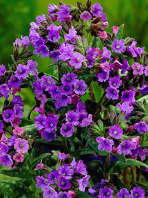 Pulmonaria saccharata 'Silver Streamers' Lungwort