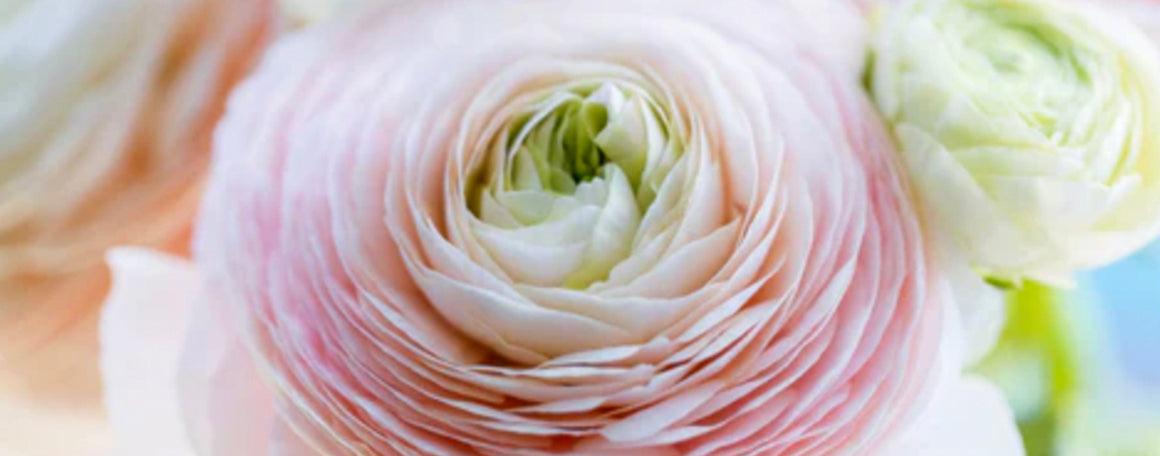 How to grow Italian ranunculus