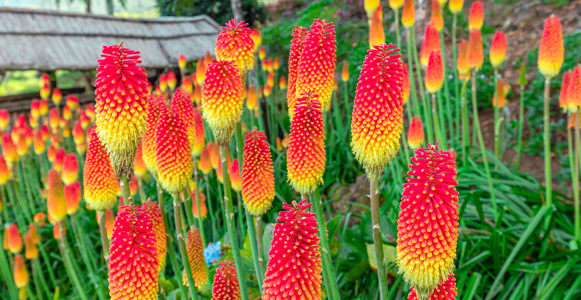 Kniphofia Red Hot Poker Roots Perennials