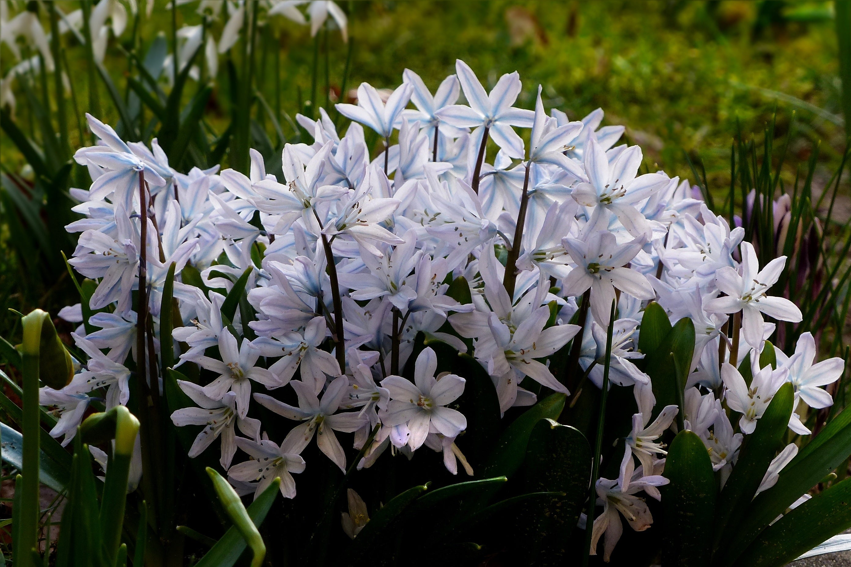 Scilla Siberica (White Squill) – The Hardy Naturalizer