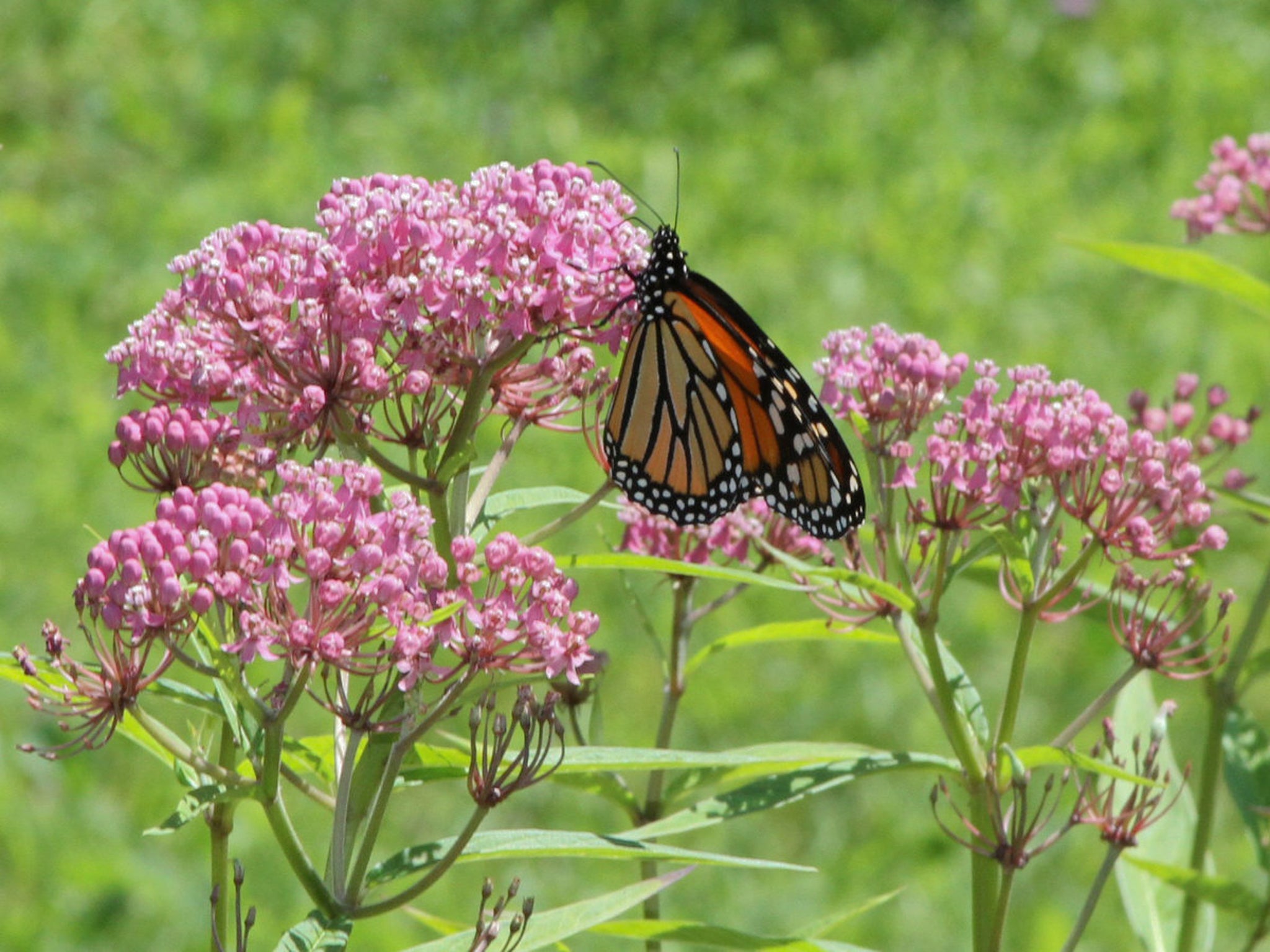 Swamp Milkweed