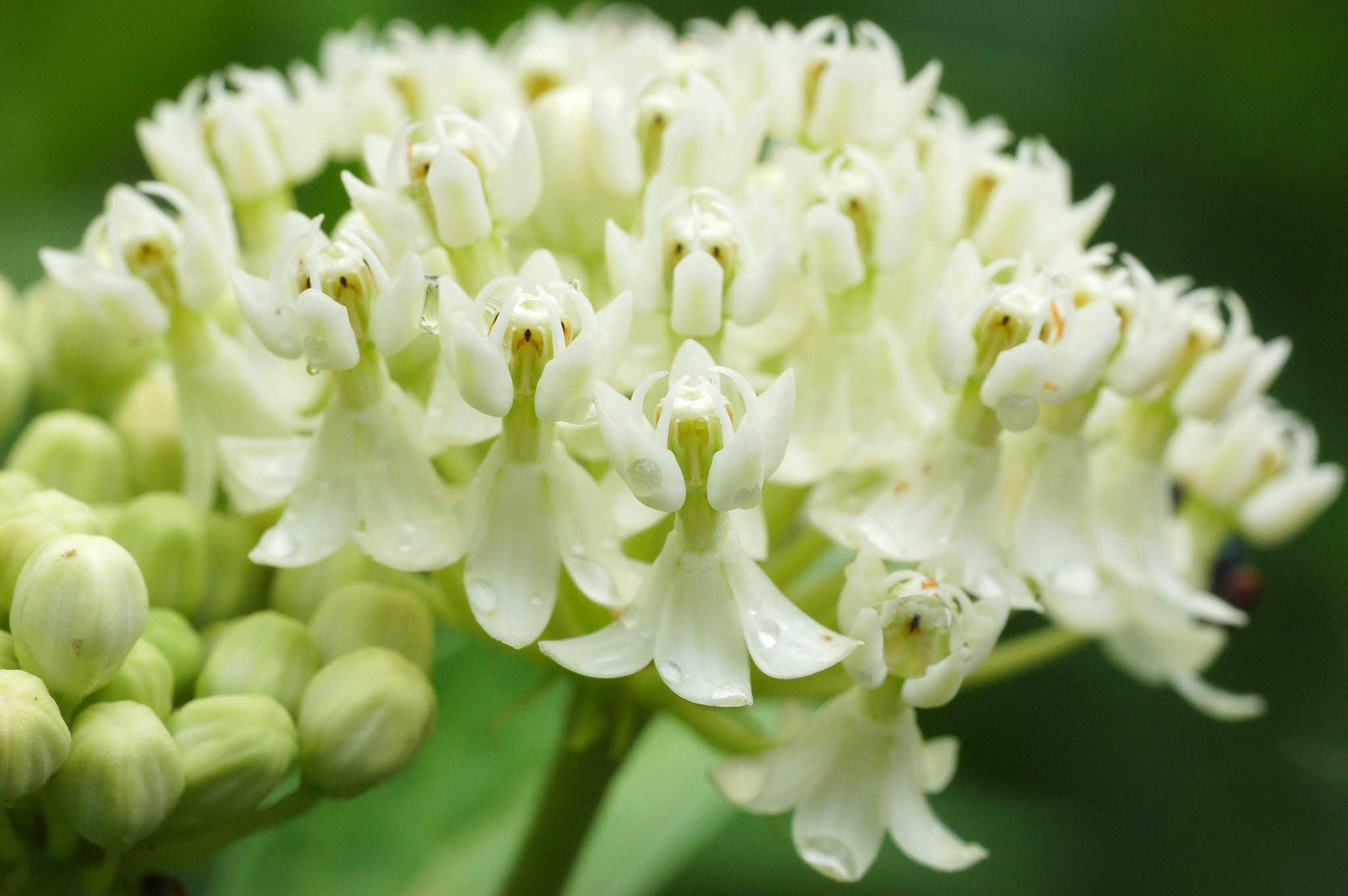 Swamp Milkweed