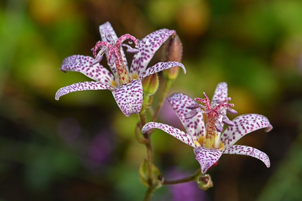 Tricyrtis Toad Lily flowers