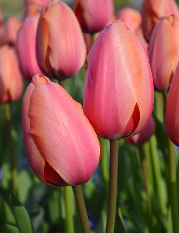 Tulip Apricot Impression