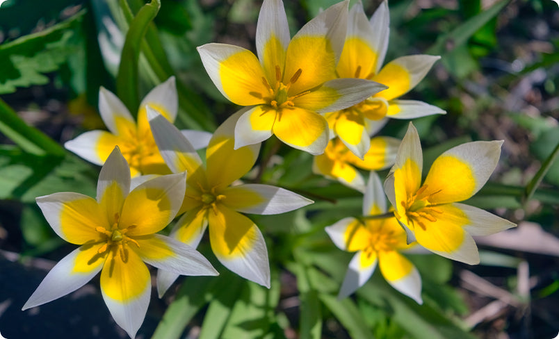 Wild Tulips - Miniature Tulip - Flower Bulbs