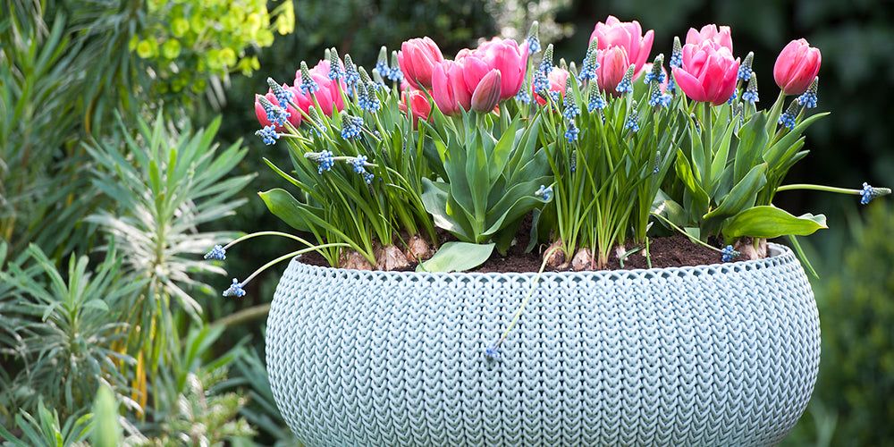 How To Grow Tulips In Pots or Containers