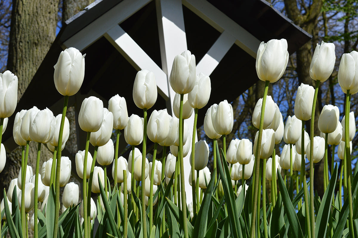 Tulip Clearwater Bulbs - White Gardening