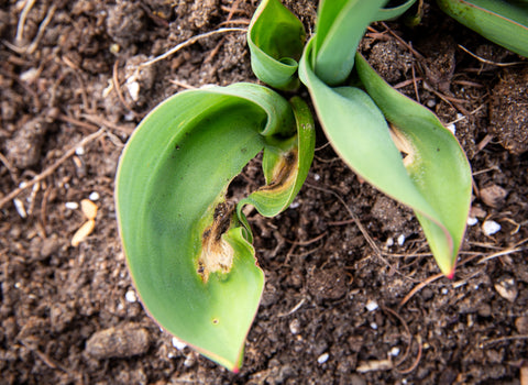 Botrytis Tulip Fire 