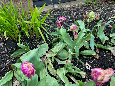 Fire in Tulips, Botrytis