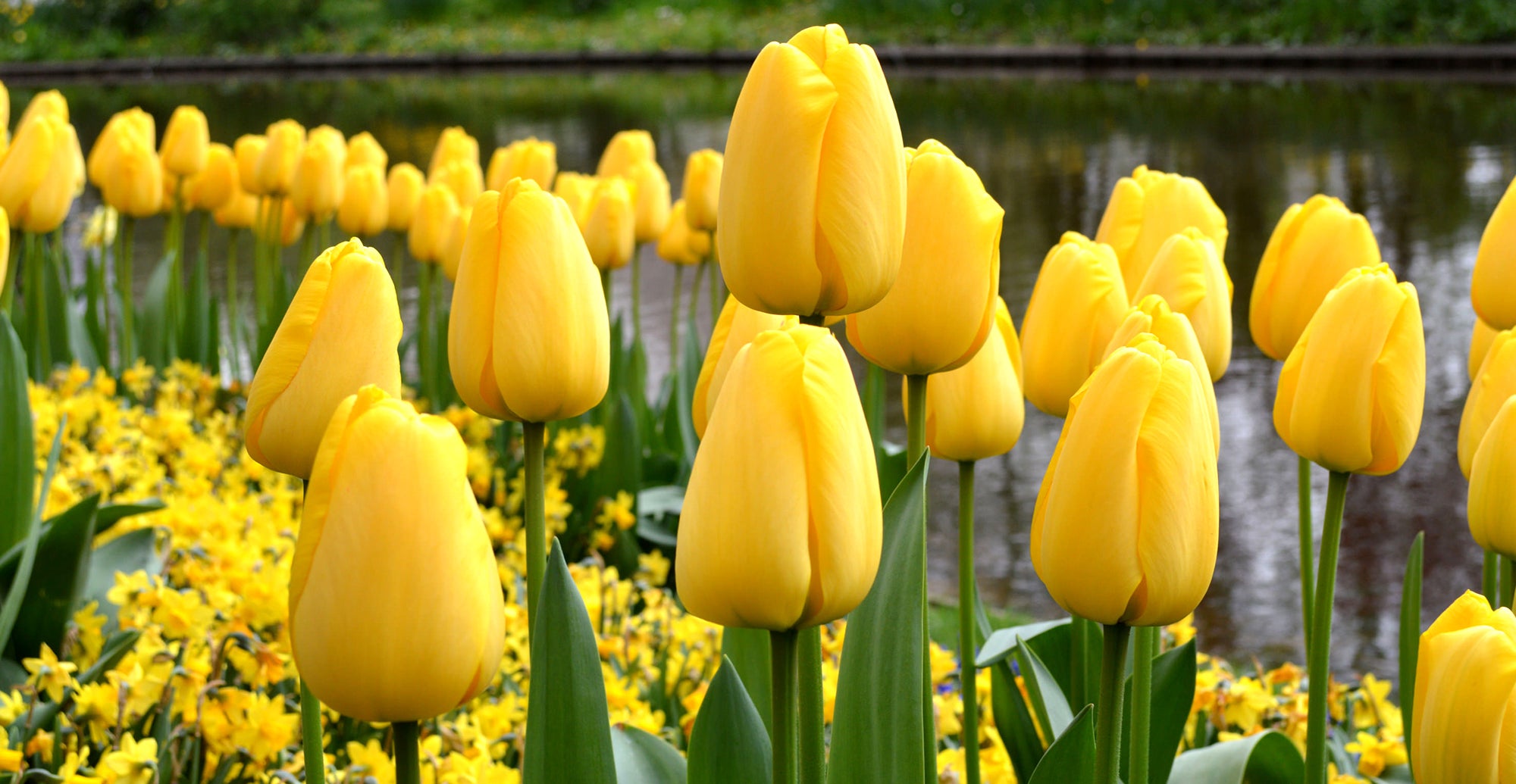 Instant Happiness – Planting a Yellow Garden